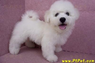 07/22比熊犬公幼犬2號(高雄楠梓)7