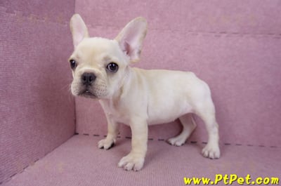 07/25奶油色法國鬥牛母幼犬2號(桃園楊梅)10