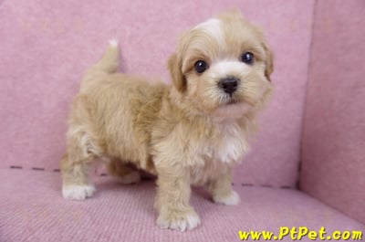 10/18馬爾泰迪公幼犬1號(高雄三民)1