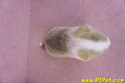 11/05雙色柯基犬公幼犬2號(桃園平鎮)6