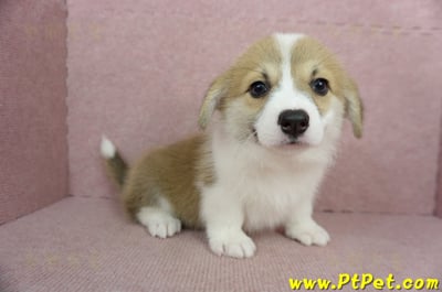 02/09雙色柯基犬母幼犬(屏東九如)8