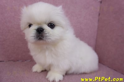 12/17北京狗公幼犬1號10