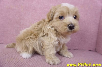 02/20馬爾泰迪母幼犬1號(新竹市)6