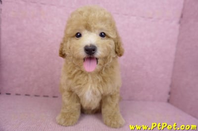 08/10泰迪比熊母幼犬(新北新店)1