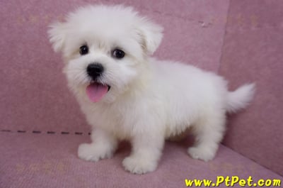 03/20馬爾濟斯公幼犬11