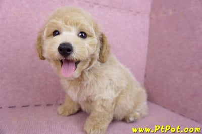 08/14泰迪比熊公幼犬3號(高雄新興)10