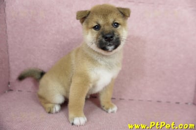 04/29赤色柴犬母幼犬(屏東東港)5