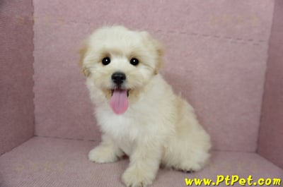 01/10奶油色馬爾泰迪公幼犬(花蓮壽豐)12