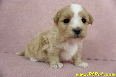 03/21奶油色馬爾泰迪 I 母幼犬1號(台中南屯)4