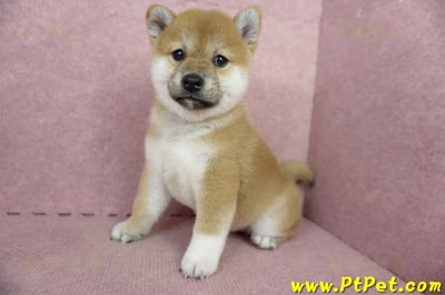 04/29赤色柴犬母幼犬1號(屏東里港)7