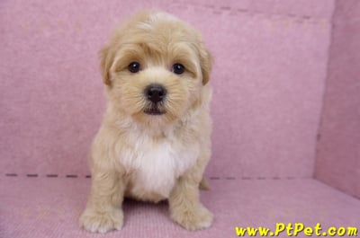 08/06奶油色馬爾泰迪公幼犬1號(桃園中壢)4