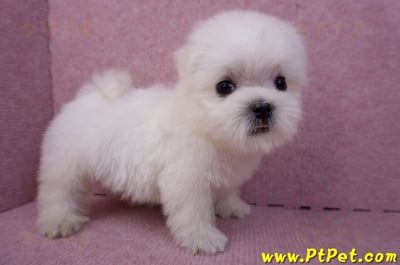 07/26迷你型馬爾濟斯 II 公幼犬1號(台北松山)5