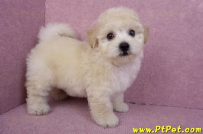 09/12泰迪比熊母幼犬1號(台南西港)7