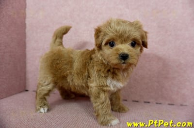 10/25玩具型紅色馬爾泰迪母幼犬(新北土城)8