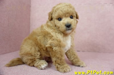 11/26迷你型奶油貴賓公幼犬3號(台北內湖)4