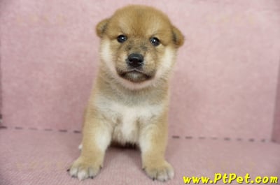 05/11赤色柴犬公幼犬2號(新北三重)1