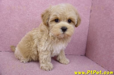 12/10馬爾泰迪母幼犬(台北大安)7