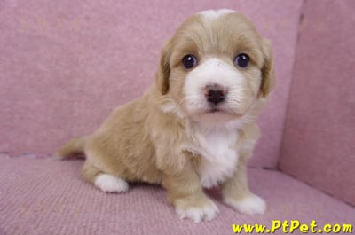 01/30馬爾泰迪公幼犬1號4