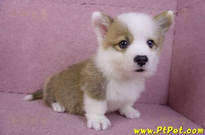 11/05雙色柯基犬公幼犬4號(台南安平)4