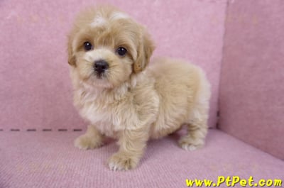 10/18馬爾泰迪母幼犬1號(台中烏日)11