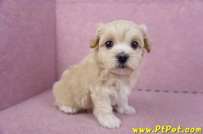 11/06馬爾泰迪母幼犬(屏東竹田)3