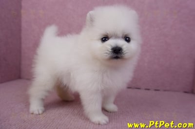 02/10白色松鼠博美母幼犬2號4