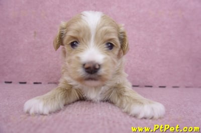 01/30馬爾泰迪公幼犬2號1