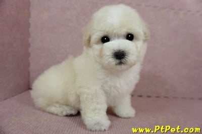 03/11比熊犬公幼犬2號(桃園蘆竹)6