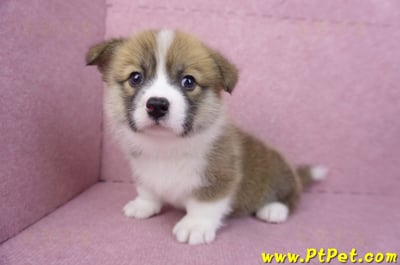 03/14雙色柯基犬母幼犬(新竹市)14