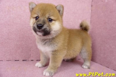 06/14赤色柴犬母幼犬(屏東九如)5