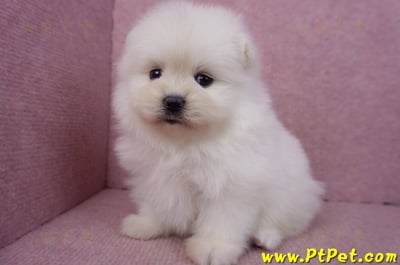 02/10白色松鼠博美母幼犬8