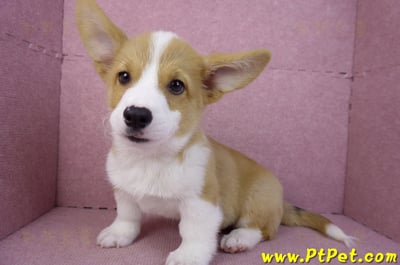 11/02雙色柯基犬公幼犬(高雄鼓山)11