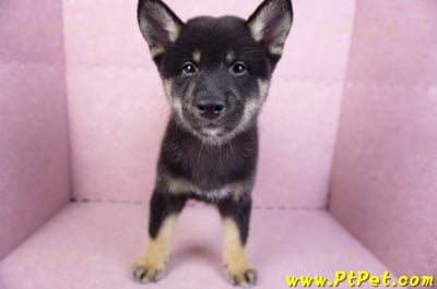 10/15黑色柴犬公幼犬(基隆七堵)1