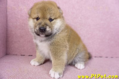 02/06赤色柴犬母幼犬1號6