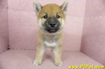 05/11赤色柴犬公幼犬(高雄大社)1