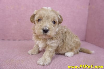 02/20馬爾泰迪公幼犬7