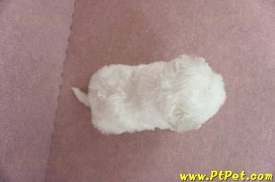 05/22比熊犬公幼犬3號(屏東鹽埔)8