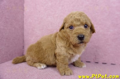 09/12泰迪比熊公幼犬(新北林口)3