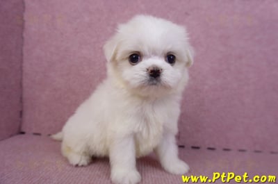 09/21馬爾濟斯公幼犬(高雄左營)3