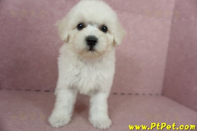 05/20比熊犬母幼犬(桃園楊梅)2