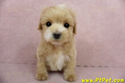 01/15奶油色馬爾泰迪公幼犬(屏東高樹)1