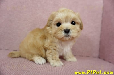 03/21奶油色馬爾泰迪母幼犬3號(高雄鼓山)7