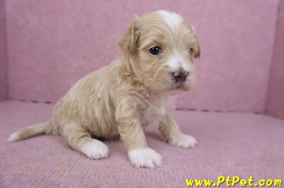 01/30馬爾泰迪公幼犬3號6