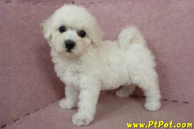 05/20比熊犬母幼犬(桃園楊梅)10