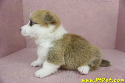 01/25雙色柯基犬母幼犬(宜蘭冬山)5