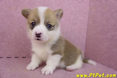04/16雙色柯基犬母幼犬1號9