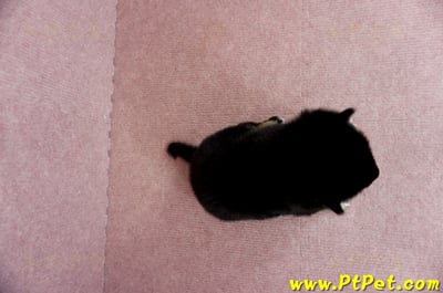 05/14黑色柴犬公幼犬(屏東市)7