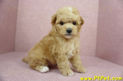 11/26迷你型奶油貴賓公幼犬2號(桃園中壢)6