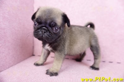 09/08巴哥公幼犬1號(新北樹林)8