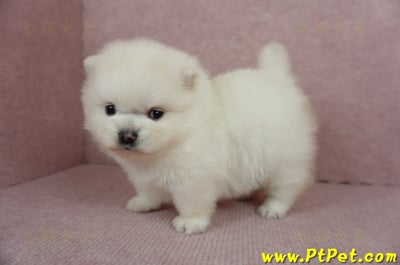 01/20迷你型松鼠白博美母幼犬(高雄鳳山)10